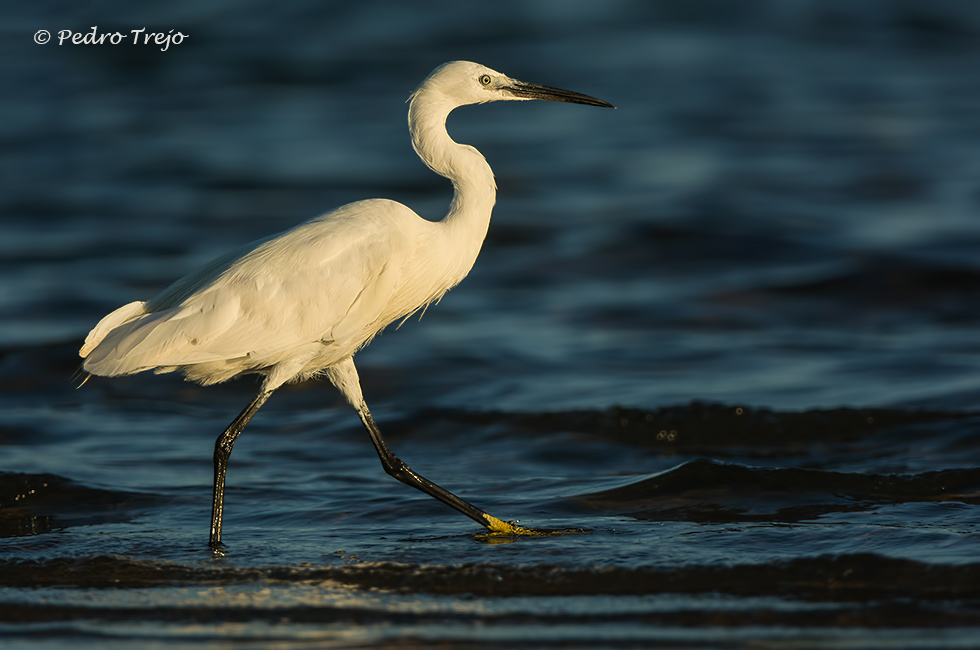 Garceta común (Egretta garzetta)